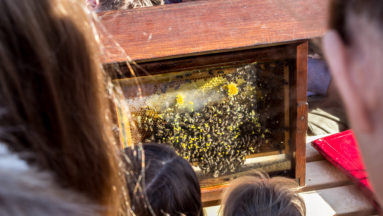 Warsztaty pszczelarskie w książenickim arboretum