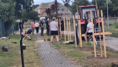 Mieszkańcy podczas rewitalizacji drzewostanu wzdluż alei.