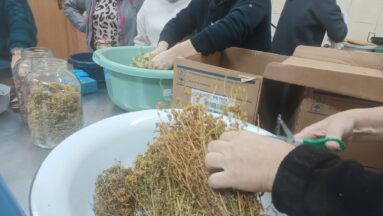 Przygotowywanie suszu na herbatki